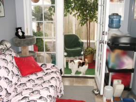 (c) In Good Hands Cat Care