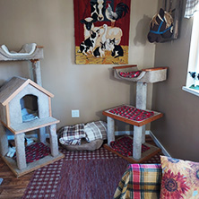 (c) In Good Hands Cat Care