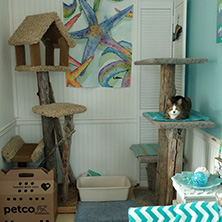 (c) In Good Hands Cat Care