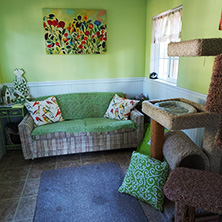 (c) In Good Hands Cat Care