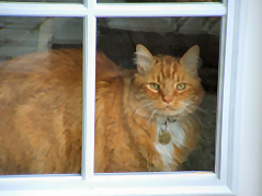 (c) In Good Hands Cat Care