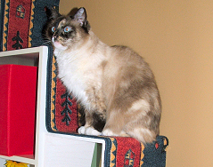 (c) In Good Hands Cat Care