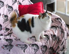 (c) In Good Hands Cat Care