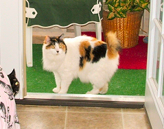 (c) In Good Hands Cat Care