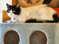 (c) In Good Hands Cat Care