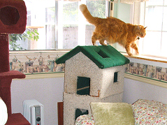 (c) In Good Hands Cat Care