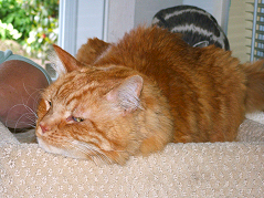 (c) In Good Hands Cat Care