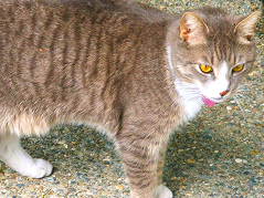 (c) In Good Hands Cat Care