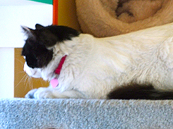 (c) In Good Hands Cat Care