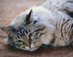 (c) In Good Hands Cat Care