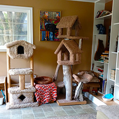 (c) In Good Hands Cat Care