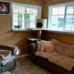 (c) In Good Hands Cat Care