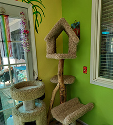 (c) In Good Hands Cat Care